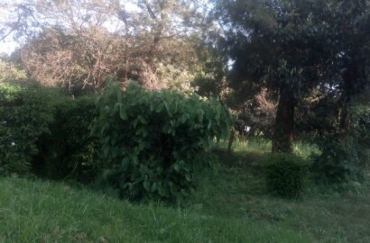 Chumvi Area 1